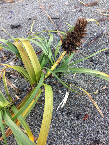 Large-headed Sedge