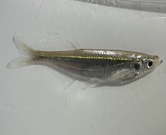 Glass Barb photo 2
