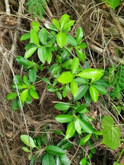 Psychotria mariana