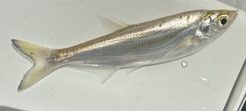 Sharpmouth river carp (Paralaubuca typus) — Cyprinidae