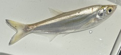 Siamese Sharpbelly Minnow photo 2