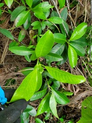 Psychotria mariana