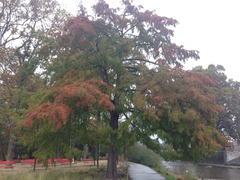 Taxodium distichum
