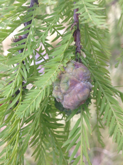 Taxodium distichum