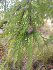 Taxodium distichum