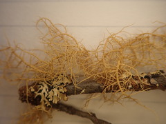 Usnea flavocardia