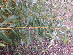 Salix