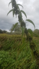Urtica galeopsifolia