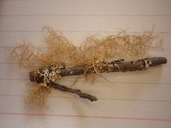 Usnea flavocardia