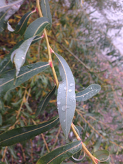Salix
