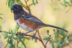 Pipilo maculatus socorroensis