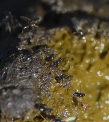 Diptera