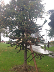 Araucaria araucana