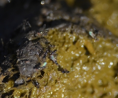 Diptera