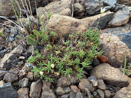 Serpentine stitchwort (Cherleria marcescens)