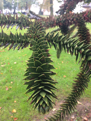 Araucaria araucana