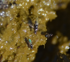 Diptera