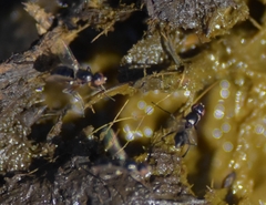 Diptera