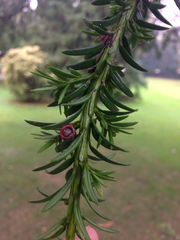 Taxus baccata