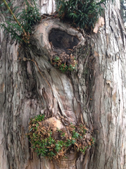Taxus baccata