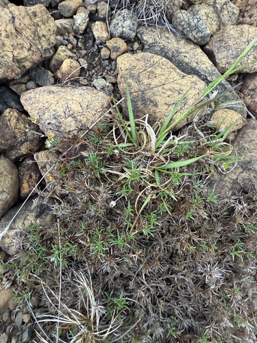 Serpentine stitchwort (Cherleria marcescens)