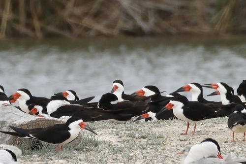 iNaturalist observation photo of Black Skimmer