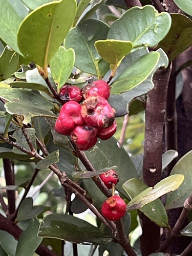 Syzygium pancheri observed 2025-07-05