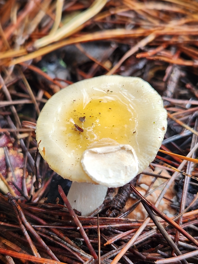 Amanita junquillea · July 2025 · photo: © naomipw (iNaturalist, cc-by)