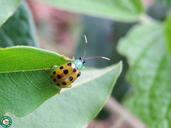 Diabrotica limitata