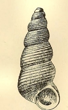 Halistylus