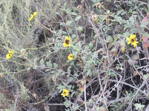 iNaturalist observation photo of California brittlebush