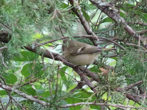 Ruby-crowned Kinglet photographed in Kansas