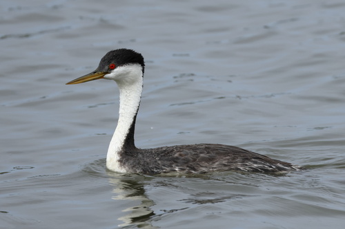 iNaturalist observation photo of Western Grebe