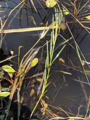 Potamogeton robbinsii