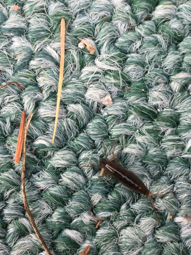 Arcitalitrus dorrieni