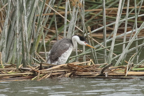 iNaturalist observation photo of Clark's Grebe
