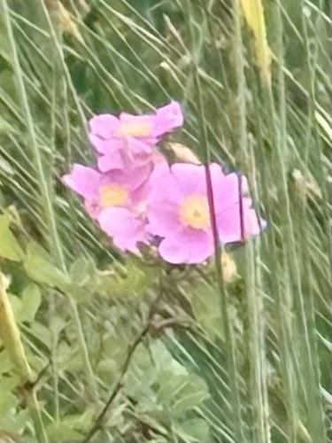 iNaturalist observation photo of California Wild Rose