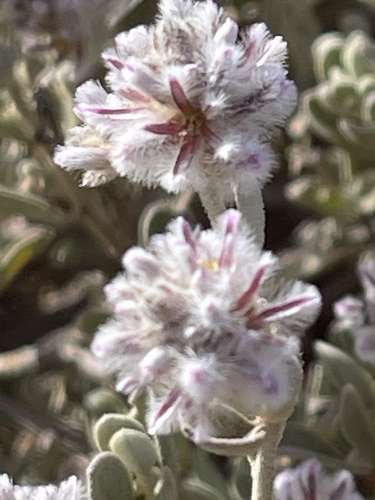 cotton bush