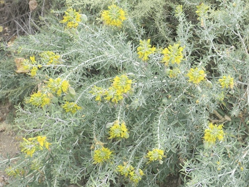 iNaturalist observation photo of Bladderpod