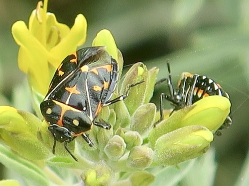 iNaturalist observation photo of Harlequin Bug