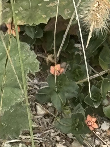 iNaturalist observation photo of scarlet pimpernel