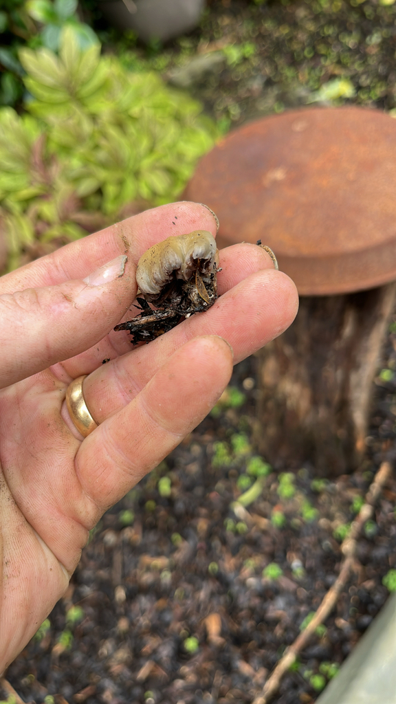 Psilocybe weraroa · July 2025 · photo: © parkecology (iNaturalist, cc-by)