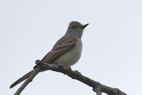 iNaturalist observation photo of Ash-throated Flycatcher