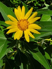 Tithonia fruticosa