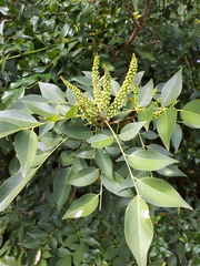 Ateleia herbert-smithii