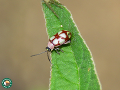 Omophoita magniguttis