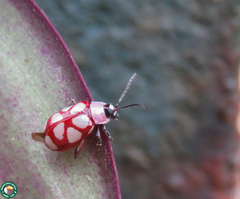 Omophoita magniguttis