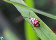 Omophoita magniguttis