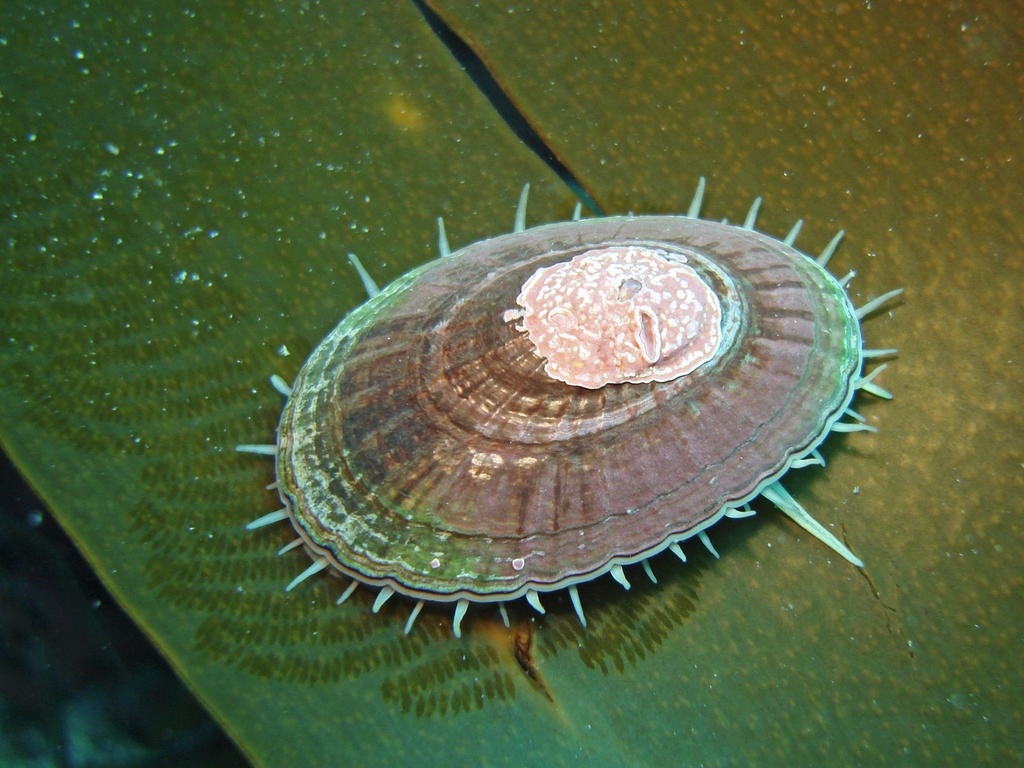 Nacellid Limpets, Lottiid Limpets, and Allies