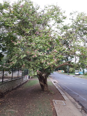 Bauhinia purpurea
